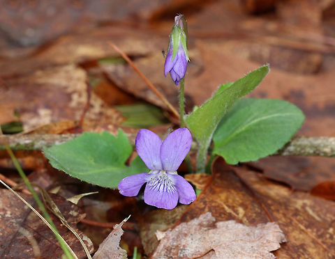 Northern Downy Violet - Viola sagittata var. ovata The hairy leaves of this plant mark it as Viola sagittata var. ovata. The leaves aren't arrow-shaped or heart-shaped, but more ovalish. It is considered by some to be its own species, Viola fimbriatula.

Habitat: Forest Arrowleaf violet,Common Blue Violet,Geotagged,Spring,United States,Viola  sagittata,Viola sagittata var. ovata,Viola sororia,viola,violet