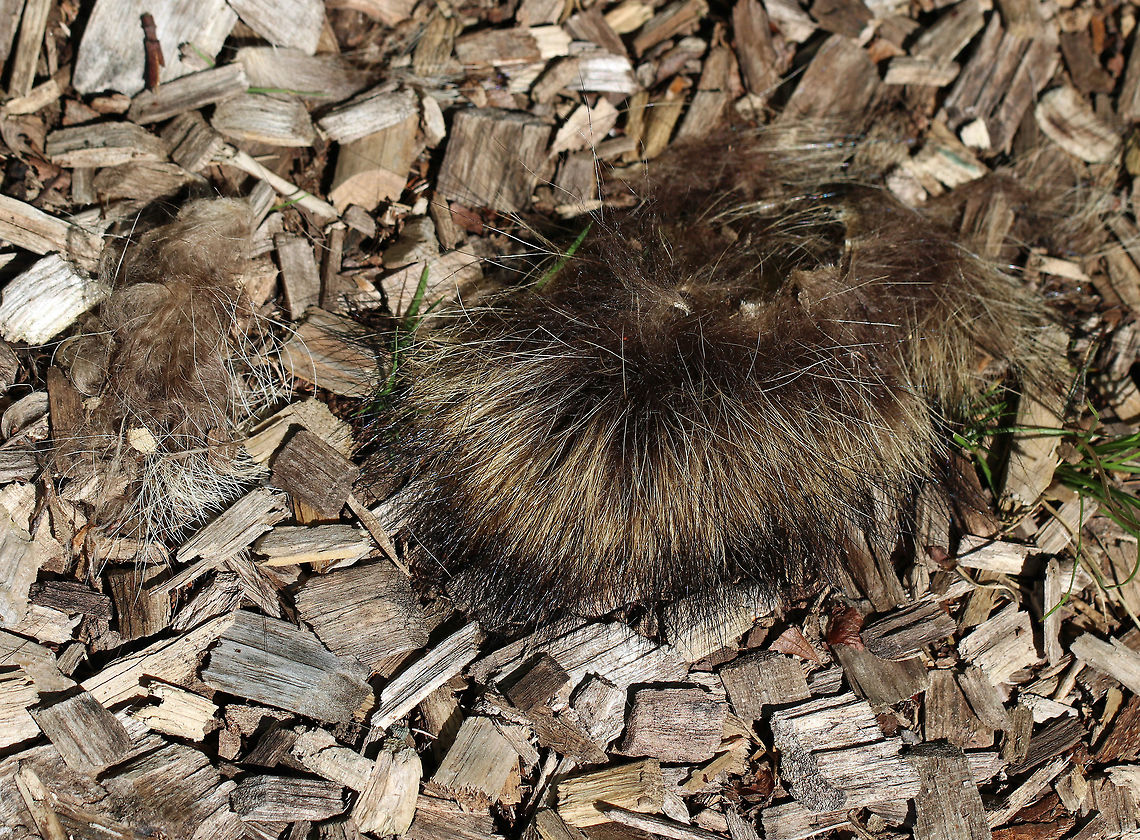 Raccoon (Procyon lotor) Fur I found chunks of raccoon fur (with skin attached) along a nature trail yesterday.  There wasn't any blood or guts nearby, but I did see signs of a struggle (duh).  It's possible that a male raccoon attacked a female raccoon in hopes of snacking on some of her babies.<br />
<br />
Habitat: Trail along a pond Geotagged,Procyon,Procyon lotor,Spring,United States,fur,raccoon,raccoon fur,signs of wildlife