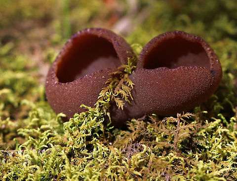 Peziza phyllogena Small brown cup fungus with brittle flesh. They were about 2 cm wide, but there was a larger one nearby that was at least 3 cm wide. They could have been growing on buried wood, but I&rsquo;m not sure.

Habitat: Growing in moss along a hiking trail in a deciduous forest Common Brown Cup,Geotagged,Peziza phyllogena,Phylloscypha phyllogena,Spring,United States,cup fungus,fungus,peziza