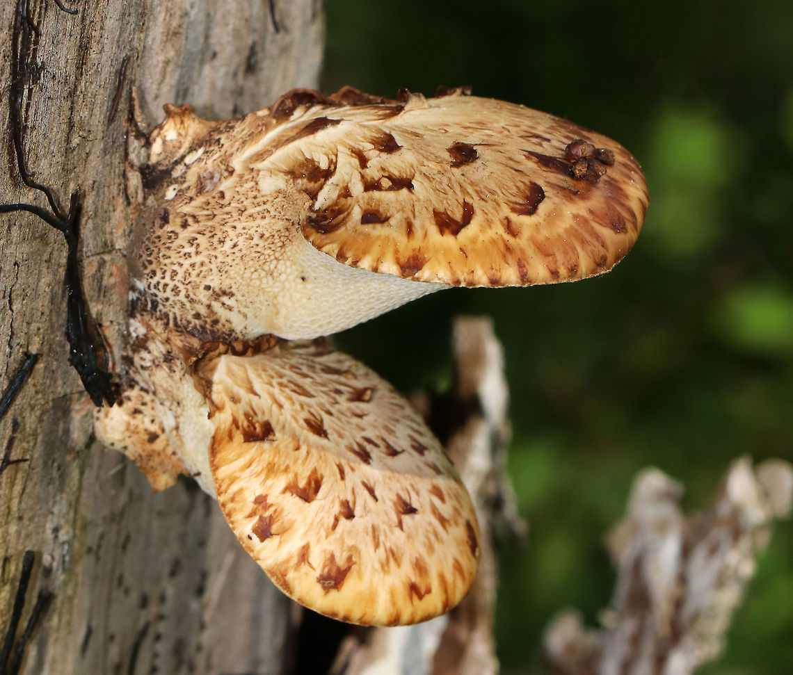Dryad's Saddle - Cerioporus squamosus Edible when young. I found many young ones, but they were surrounded by poison ivy.<br />
<br />
Habitat: Growing on a rotting stump<br />
<figure class="photo"><a href="https://www.jungledragon.com/image/78886/dryads_saddle_-_cerioporus_squamosus.html" title="Dryad&#039;s Saddle - Cerioporus squamosus"><img src="https://s3.amazonaws.com/media.jungledragon.com/images/3232/78886_thumb.jpg?AWSAccessKeyId=05GMT0V3GWVNE7GGM1R2&Expires=1763596810&Signature=Z04jM0sU3litV%2Frv%2F9VGLzP4AgU%3D" width="200" height="160" alt="Dryad&#039;s Saddle - Cerioporus squamosus Edible when young. I found many young ones, but they were surrounded by poison ivy.<br />
<br />
Habitat: Growing on a rotting stump<br />
https://www.jungledragon.com/image/78885/dryads_saddle_-_cerioporus_squamosus.html Dryad&#039;s Saddle,Geotagged,Polyporus squamosus,Spring,United States" /></a></figure> Cerioporus,Cerioporus squamosus,Dryad's Saddle,Geotagged,Pheasant Back Mushroom,Polyporus squamosus,Spring,United States