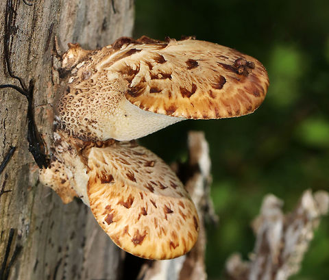 Dryad's Saddle - Cerioporus squamosus Edible when young. I found many young ones, but they were surrounded by poison ivy.

Habitat: Growing on a rotting stump
https://www.jungledragon.com/image/78886/dryads_saddle_-_cerioporus_squamosus.html Cerioporus,Cerioporus squamosus,Dryad's Saddle,Geotagged,Pheasant Back Mushroom,Polyporus squamosus,Spring,United States