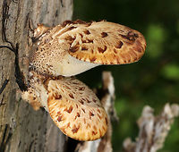 Dryad's Saddle - Cerioporus squamosus Edible when young. I found many young ones, but they were surrounded by poison ivy.<br />
<br />
Habitat: Growing on a rotting stump<br />
https://www.jungledragon.com/image/78886/dryads_saddle_-_cerioporus_squamosus.html Cerioporus,Cerioporus squamosus,Dryad's Saddle,Geotagged,Pheasant Back Mushroom,Polyporus squamosus,Spring,United States