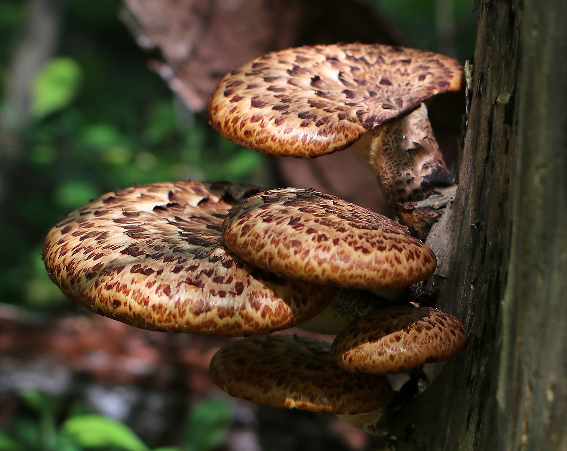 Dryad's Saddle - Cerioporus squamosus Edible when young. I found many young ones, but they were surrounded by poison ivy.<br />
<br />
Habitat: Growing on a rotting stump<br />
<figure class="photo"><a href="https://www.jungledragon.com/image/78885/dryads_saddle_-_cerioporus_squamosus.html" title="Dryad&#039;s Saddle - Cerioporus squamosus"><img src="https://s3.amazonaws.com/media.jungledragon.com/images/3232/78885_thumb.jpg?AWSAccessKeyId=05GMT0V3GWVNE7GGM1R2&Expires=1759968010&Signature=6hyr1nisg0E4SkPwGuCuQCCwiNc%3D" width="200" height="172" alt="Dryad&#039;s Saddle - Cerioporus squamosus Edible when young. I found many young ones, but they were surrounded by poison ivy.<br />
<br />
Habitat: Growing on a rotting stump<br />
https://www.jungledragon.com/image/78886/dryads_saddle_-_cerioporus_squamosus.html Cerioporus,Cerioporus squamosus,Dryad&#039;s Saddle,Geotagged,Pheasant Back Mushroom,Polyporus squamosus,Spring,United States" /></a></figure> Dryad's Saddle,Geotagged,Polyporus squamosus,Spring,United States