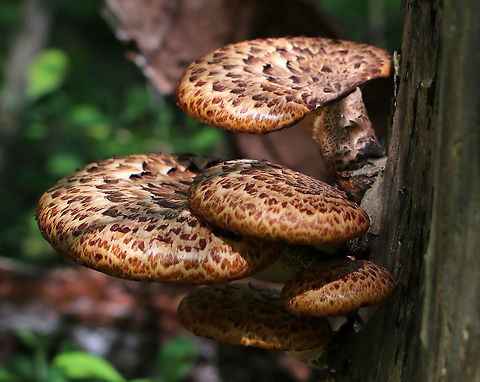 Dryad's Saddle - Cerioporus squamosus Edible when young. I found many young ones, but they were surrounded by poison ivy.

Habitat: Growing on a rotting stump
https://www.jungledragon.com/image/78885/dryads_saddle_-_cerioporus_squamosus.html Dryad's Saddle,Geotagged,Polyporus squamosus,Spring,United States