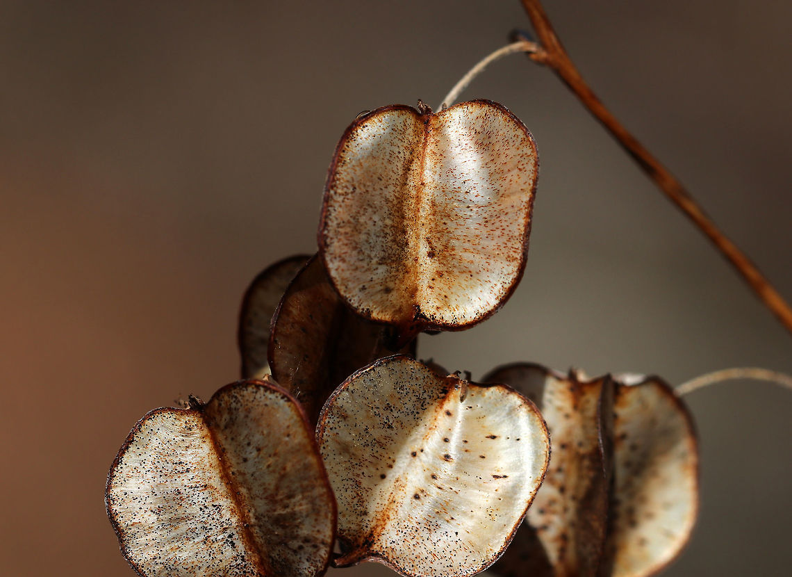 Seed Pods I spotted a plant with these papery seed pods. It reminds me of Lunaria sp., yet not.  I&#039;m still working on an ID.<br />
<br />
Habitat: Along a nature trail in a deciduous forest<br />
<figure class="photo"><a href="https://www.jungledragon.com/image/78955/seed_pods.html" title="Seed Pods"><img src="https://s3.amazonaws.com/media.jungledragon.com/images/3232/78955_thumb.jpg?AWSAccessKeyId=05GMT0V3GWVNE7GGM1R2&Expires=1769040010&Signature=JhkhyJIJAYKCXoE2OtJURC7eT7s%3D" width="102" height="152" alt="Seed Pods I spotted a plant with these papery seed pods. It reminds me of Lunaria sp., yet not. I&#039;m still working on an ID.<br />
<br />
Habitat: Along a nature trail in a deciduous forest<br />
https://www.jungledragon.com/image/78952/seed_pods.html<br />
https://www.jungledragon.com/image/78954/seed_pods.html<br />
https://www.jungledragon.com/image/78953/seed_pods.html<br />
<br />
 Geotagged,Spring,United States" /></a></figure><br />
<figure class="photo"><a href="https://www.jungledragon.com/image/78954/seed_pods.html" title="Seed Pods"><img src="https://s3.amazonaws.com/media.jungledragon.com/images/3232/78954_thumb.jpg?AWSAccessKeyId=05GMT0V3GWVNE7GGM1R2&Expires=1769040010&Signature=HxHTomJ9T9LkkhQvGnWz%2BAKSWuw%3D" width="200" height="162" alt="Seed Pods I spotted a plant with these papery seed pods. It reminds me of Lunaria sp., yet not. I&#039;m still working on an ID.<br />
<br />
Habitat: Along a nature trail in a deciduous forest<br />
https://www.jungledragon.com/image/78952/seed_pods.html<br />
https://www.jungledragon.com/image/78955/seed_pods.html<br />
https://www.jungledragon.com/image/78953/seed_pods.html Geotagged,Spring,United States" /></a></figure><br />
<figure class="photo"><a href="https://www.jungledragon.com/image/78953/seed_pods.html" title="Seed Pods"><img src="https://s3.amazonaws.com/media.jungledragon.com/images/3232/78953_thumb.jpg?AWSAccessKeyId=05GMT0V3GWVNE7GGM1R2&Expires=1769040010&Signature=JruNspyvDkXCJsPpfP8%2BuCwpYZo%3D" width="120" height="152" alt="Seed Pods I spotted a plant with these papery seed pods. It reminds me of Lunaria sp., yet not. I&#039;m still working on an ID.<br />
<br />
Habitat: Along a nature trail in a deciduous forest<br />
https://www.jungledragon.com/image/78954/seed_pods.html<br />
https://www.jungledragon.com/image/78952/seed_pods.html<br />
https://www.jungledragon.com/image/78955/seed_pods.html Geotagged,Spring,United States,seed pods,seeds" /></a></figure> Geotagged,Spring,United States,seed pods,seeds