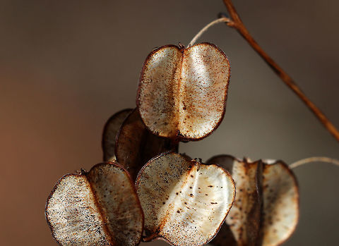 Seed Pods I spotted a plant with these papery seed pods. It reminds me of Lunaria sp., yet not.  I'm still working on an ID.

Habitat: Along a nature trail in a deciduous forest
https://www.jungledragon.com/image/78955/seed_pods.html
https://www.jungledragon.com/image/78954/seed_pods.html
https://www.jungledragon.com/image/78953/seed_pods.html Geotagged,Spring,United States,seed pods,seeds