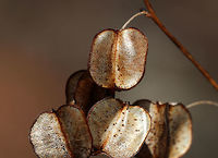 Seed Pods I spotted a plant with these papery seed pods. It reminds me of Lunaria sp., yet not.  I'm still working on an ID.<br />
<br />
Habitat: Along a nature trail in a deciduous forest<br />
https://www.jungledragon.com/image/78955/seed_pods.html<br />
https://www.jungledragon.com/image/78954/seed_pods.html<br />
https://www.jungledragon.com/image/78953/seed_pods.html Geotagged,Spring,United States,seed pods,seeds