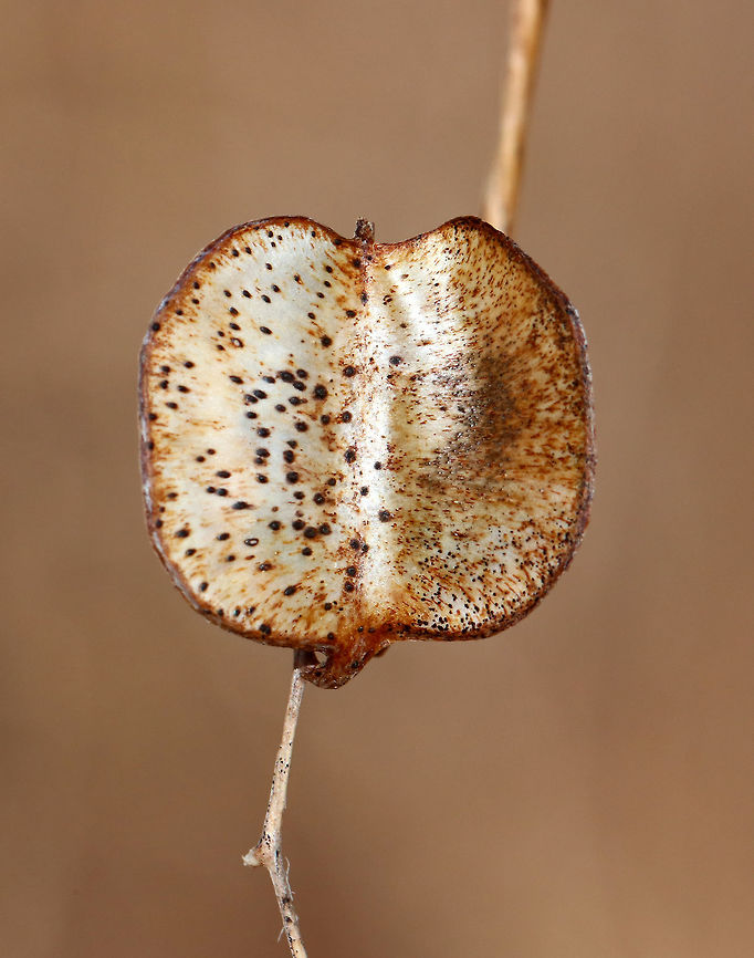 Seed Pods I spotted a plant with these papery seed pods. It reminds me of Lunaria sp., yet not. I&#039;m still working on an ID.<br />
<br />
Habitat: Along a nature trail in a deciduous forest<br />
<figure class="photo"><a href="https://www.jungledragon.com/image/78954/seed_pods.html" title="Seed Pods"><img src="https://s3.amazonaws.com/media.jungledragon.com/images/3232/78954_thumb.jpg?AWSAccessKeyId=05GMT0V3GWVNE7GGM1R2&Expires=1759968010&Signature=uU0kEARZglczVxLIaITkTpGVUEI%3D" width="200" height="162" alt="Seed Pods I spotted a plant with these papery seed pods. It reminds me of Lunaria sp., yet not. I&#039;m still working on an ID.<br />
<br />
Habitat: Along a nature trail in a deciduous forest<br />
https://www.jungledragon.com/image/78952/seed_pods.html<br />
https://www.jungledragon.com/image/78955/seed_pods.html<br />
https://www.jungledragon.com/image/78953/seed_pods.html Geotagged,Spring,United States" /></a></figure><br />
<figure class="photo"><a href="https://www.jungledragon.com/image/78952/seed_pods.html" title="Seed Pods"><img src="https://s3.amazonaws.com/media.jungledragon.com/images/3232/78952_thumb.jpg?AWSAccessKeyId=05GMT0V3GWVNE7GGM1R2&Expires=1759968010&Signature=5fYvo4kIZPiDtQEsfSxKHgXmqto%3D" width="200" height="146" alt="Seed Pods I spotted a plant with these papery seed pods. It reminds me of Lunaria sp., yet not.  I&#039;m still working on an ID.<br />
<br />
Habitat: Along a nature trail in a deciduous forest<br />
https://www.jungledragon.com/image/78955/seed_pods.html<br />
https://www.jungledragon.com/image/78954/seed_pods.html<br />
https://www.jungledragon.com/image/78953/seed_pods.html Geotagged,Spring,United States,seed pods,seeds" /></a></figure><br />
<figure class="photo"><a href="https://www.jungledragon.com/image/78955/seed_pods.html" title="Seed Pods"><img src="https://s3.amazonaws.com/media.jungledragon.com/images/3232/78955_thumb.jpg?AWSAccessKeyId=05GMT0V3GWVNE7GGM1R2&Expires=1759968010&Signature=WizcUiyhOG%2FovKspw%2FGwKa6kxRs%3D" width="102" height="152" alt="Seed Pods I spotted a plant with these papery seed pods. It reminds me of Lunaria sp., yet not. I&#039;m still working on an ID.<br />
<br />
Habitat: Along a nature trail in a deciduous forest<br />
https://www.jungledragon.com/image/78952/seed_pods.html<br />
https://www.jungledragon.com/image/78954/seed_pods.html<br />
https://www.jungledragon.com/image/78953/seed_pods.html<br />
<br />
 Geotagged,Spring,United States" /></a></figure> Geotagged,Spring,United States,seed pods,seeds