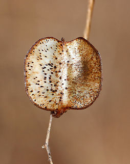 Seed Pods I spotted a plant with these papery seed pods. It reminds me of Lunaria sp., yet not. I'm still working on an ID.

Habitat: Along a nature trail in a deciduous forest
https://www.jungledragon.com/image/78954/seed_pods.html
https://www.jungledragon.com/image/78952/seed_pods.html
https://www.jungledragon.com/image/78955/seed_pods.html Geotagged,Spring,United States,seed pods,seeds