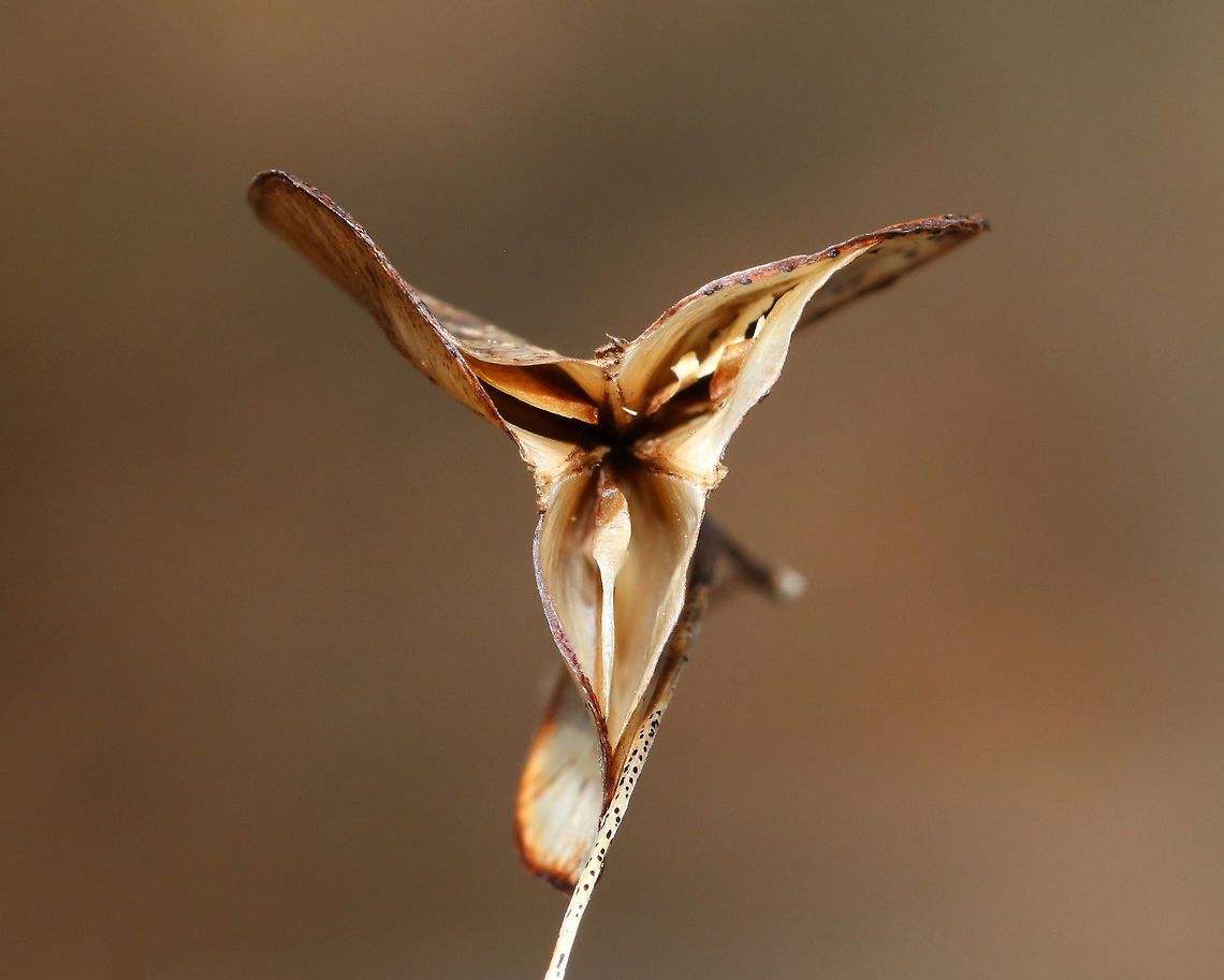 Seed Pods I spotted a plant with these papery seed pods. It reminds me of Lunaria sp., yet not. I&#039;m still working on an ID.<br />
<br />
Habitat: Along a nature trail in a deciduous forest<br />
<figure class="photo"><a href="https://www.jungledragon.com/image/78952/seed_pods.html" title="Seed Pods"><img src="https://s3.amazonaws.com/media.jungledragon.com/images/3232/78952_thumb.jpg?AWSAccessKeyId=05GMT0V3GWVNE7GGM1R2&Expires=1759968010&Signature=5fYvo4kIZPiDtQEsfSxKHgXmqto%3D" width="200" height="146" alt="Seed Pods I spotted a plant with these papery seed pods. It reminds me of Lunaria sp., yet not.  I&#039;m still working on an ID.<br />
<br />
Habitat: Along a nature trail in a deciduous forest<br />
https://www.jungledragon.com/image/78955/seed_pods.html<br />
https://www.jungledragon.com/image/78954/seed_pods.html<br />
https://www.jungledragon.com/image/78953/seed_pods.html Geotagged,Spring,United States,seed pods,seeds" /></a></figure><br />
<figure class="photo"><a href="https://www.jungledragon.com/image/78955/seed_pods.html" title="Seed Pods"><img src="https://s3.amazonaws.com/media.jungledragon.com/images/3232/78955_thumb.jpg?AWSAccessKeyId=05GMT0V3GWVNE7GGM1R2&Expires=1759968010&Signature=WizcUiyhOG%2FovKspw%2FGwKa6kxRs%3D" width="102" height="152" alt="Seed Pods I spotted a plant with these papery seed pods. It reminds me of Lunaria sp., yet not. I&#039;m still working on an ID.<br />
<br />
Habitat: Along a nature trail in a deciduous forest<br />
https://www.jungledragon.com/image/78952/seed_pods.html<br />
https://www.jungledragon.com/image/78954/seed_pods.html<br />
https://www.jungledragon.com/image/78953/seed_pods.html<br />
<br />
 Geotagged,Spring,United States" /></a></figure><br />
<figure class="photo"><a href="https://www.jungledragon.com/image/78953/seed_pods.html" title="Seed Pods"><img src="https://s3.amazonaws.com/media.jungledragon.com/images/3232/78953_thumb.jpg?AWSAccessKeyId=05GMT0V3GWVNE7GGM1R2&Expires=1759968010&Signature=EPuizO2SRhhAlxe%2BGMWDk5ERHbk%3D" width="120" height="152" alt="Seed Pods I spotted a plant with these papery seed pods. It reminds me of Lunaria sp., yet not. I&#039;m still working on an ID.<br />
<br />
Habitat: Along a nature trail in a deciduous forest<br />
https://www.jungledragon.com/image/78954/seed_pods.html<br />
https://www.jungledragon.com/image/78952/seed_pods.html<br />
https://www.jungledragon.com/image/78955/seed_pods.html Geotagged,Spring,United States,seed pods,seeds" /></a></figure> Geotagged,Spring,United States