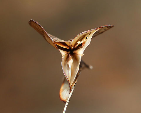 Seed Pods I spotted a plant with these papery seed pods. It reminds me of Lunaria sp., yet not. I'm still working on an ID.

Habitat: Along a nature trail in a deciduous forest
https://www.jungledragon.com/image/78952/seed_pods.html
https://www.jungledragon.com/image/78955/seed_pods.html
https://www.jungledragon.com/image/78953/seed_pods.html Geotagged,Spring,United States