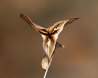 Seed Pods I spotted a plant with these papery seed pods. It reminds me of Lunaria sp., yet not. I'm still working on an ID.<br />
<br />
Habitat: Along a nature trail in a deciduous forest<br />
https://www.jungledragon.com/image/78952/seed_pods.html<br />
https://www.jungledragon.com/image/78955/seed_pods.html<br />
https://www.jungledragon.com/image/78953/seed_pods.html Geotagged,Spring,United States