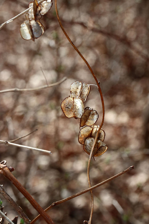 Seed Pods I spotted a plant with these papery seed pods. It reminds me of Lunaria sp., yet not. I&#039;m still working on an ID.<br />
<br />
Habitat: Along a nature trail in a deciduous forest<br />
<figure class="photo"><a href="https://www.jungledragon.com/image/78952/seed_pods.html" title="Seed Pods"><img src="https://s3.amazonaws.com/media.jungledragon.com/images/3232/78952_thumb.jpg?AWSAccessKeyId=05GMT0V3GWVNE7GGM1R2&Expires=1759968010&Signature=5fYvo4kIZPiDtQEsfSxKHgXmqto%3D" width="200" height="146" alt="Seed Pods I spotted a plant with these papery seed pods. It reminds me of Lunaria sp., yet not.  I&#039;m still working on an ID.<br />
<br />
Habitat: Along a nature trail in a deciduous forest<br />
https://www.jungledragon.com/image/78955/seed_pods.html<br />
https://www.jungledragon.com/image/78954/seed_pods.html<br />
https://www.jungledragon.com/image/78953/seed_pods.html Geotagged,Spring,United States,seed pods,seeds" /></a></figure><br />
<figure class="photo"><a href="https://www.jungledragon.com/image/78954/seed_pods.html" title="Seed Pods"><img src="https://s3.amazonaws.com/media.jungledragon.com/images/3232/78954_thumb.jpg?AWSAccessKeyId=05GMT0V3GWVNE7GGM1R2&Expires=1759968010&Signature=uU0kEARZglczVxLIaITkTpGVUEI%3D" width="200" height="162" alt="Seed Pods I spotted a plant with these papery seed pods. It reminds me of Lunaria sp., yet not. I&#039;m still working on an ID.<br />
<br />
Habitat: Along a nature trail in a deciduous forest<br />
https://www.jungledragon.com/image/78952/seed_pods.html<br />
https://www.jungledragon.com/image/78955/seed_pods.html<br />
https://www.jungledragon.com/image/78953/seed_pods.html Geotagged,Spring,United States" /></a></figure><br />
<figure class="photo"><a href="https://www.jungledragon.com/image/78953/seed_pods.html" title="Seed Pods"><img src="https://s3.amazonaws.com/media.jungledragon.com/images/3232/78953_thumb.jpg?AWSAccessKeyId=05GMT0V3GWVNE7GGM1R2&Expires=1759968010&Signature=EPuizO2SRhhAlxe%2BGMWDk5ERHbk%3D" width="120" height="152" alt="Seed Pods I spotted a plant with these papery seed pods. It reminds me of Lunaria sp., yet not. I&#039;m still working on an ID.<br />
<br />
Habitat: Along a nature trail in a deciduous forest<br />
https://www.jungledragon.com/image/78954/seed_pods.html<br />
https://www.jungledragon.com/image/78952/seed_pods.html<br />
https://www.jungledragon.com/image/78955/seed_pods.html Geotagged,Spring,United States,seed pods,seeds" /></a></figure><br />
<br />
 Geotagged,Spring,United States