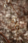 Seed Pods I spotted a plant with these papery seed pods. It reminds me of Lunaria sp., yet not. I'm still working on an ID.<br />
<br />
Habitat: Along a nature trail in a deciduous forest<br />
https://www.jungledragon.com/image/78952/seed_pods.html<br />
https://www.jungledragon.com/image/78954/seed_pods.html<br />
https://www.jungledragon.com/image/78953/seed_pods.html<br />
<br />
Geotagged,Spring,United States