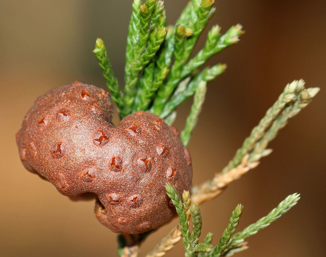Cedar-apple Rust Gall - Gymnosporangium juniperi-virginianae This fungus has the fancy name, Gymnosporangium juniperi-virginianae, which means &quot;naked spore-bearer of the eastern juniper tree.&quot; It&#039;s a heteroecious rust, which means that it requires two species of plants to complete its life cycle. Those two species of plants are: the eastern red cedar (Juniperus virginianus) and apple trees (Malus sylvestris). It&#039;s also an obligate pathogen, so it can&#039;t live without those hosts. It has four different stages, the most impressive of which is the orange teliospore stage because this is when the gall sprouts gelatinous, orange horns that look like tentacles. Pretty impressive. To further add to its coolness, each gelatinous spore horn is actually composed of hundreds of two-celled teliospores.<br />
<br />
Habitat: Eastern red cedar (Juniperus virginianus) bordering a meadow<br />
<figure class="photo"><a href="https://www.jungledragon.com/image/78963/cedar-apple_rust_gall_-_gymnosporangium_juniperi-virginianae.html" title="Cedar-apple Rust Gall - Gymnosporangium juniperi-virginianae"><img src="https://s3.amazonaws.com/media.jungledragon.com/images/3232/78963_thumb.jpg?AWSAccessKeyId=05GMT0V3GWVNE7GGM1R2&Expires=1767225610&Signature=oaSt5TCC1DvGcpzNQTkqfrjQcmc%3D" width="200" height="156" alt="Cedar-apple Rust Gall - Gymnosporangium juniperi-virginianae This fungus has the fancy name, Gymnosporangium juniperi-virginianae, which means &quot;naked spore-bearer of the eastern juniper tree.&quot; It&#039;s a heteroecious rust, which means that it requires two species of plants to complete its life cycle. Those two species of plants are: the eastern red cedar (Juniperus virginianus) and apple trees (Malus sylvestris). It&#039;s also an obligate pathogen, so it can&#039;t live without those hosts. It has four different stages, the most impressive of which is the orange teliospore stage because this is when the gall sprouts gelatinous, orange horns that look like tentacles. Pretty impressive. To further add to its coolness, each gelatinous spore horn is actually composed of hundreds of two-celled teliospores.<br />
<br />
Habitat: Eastern red cedar (Juniperus virginianus) bordering a meadow<br />
https://www.jungledragon.com/image/78962/cedar-apple_rust_gall_-_gymnosporangium_juniperi-virginianae.html Cedar-apple Rust,Geotagged,Gymnosporangium juniperi-virginianae,Spring,United States" /></a></figure> Cedar-apple Rust,Geotagged,Gymnosporangium,Gymnosporangium juniperi-virginianae,Spring,United States,gall