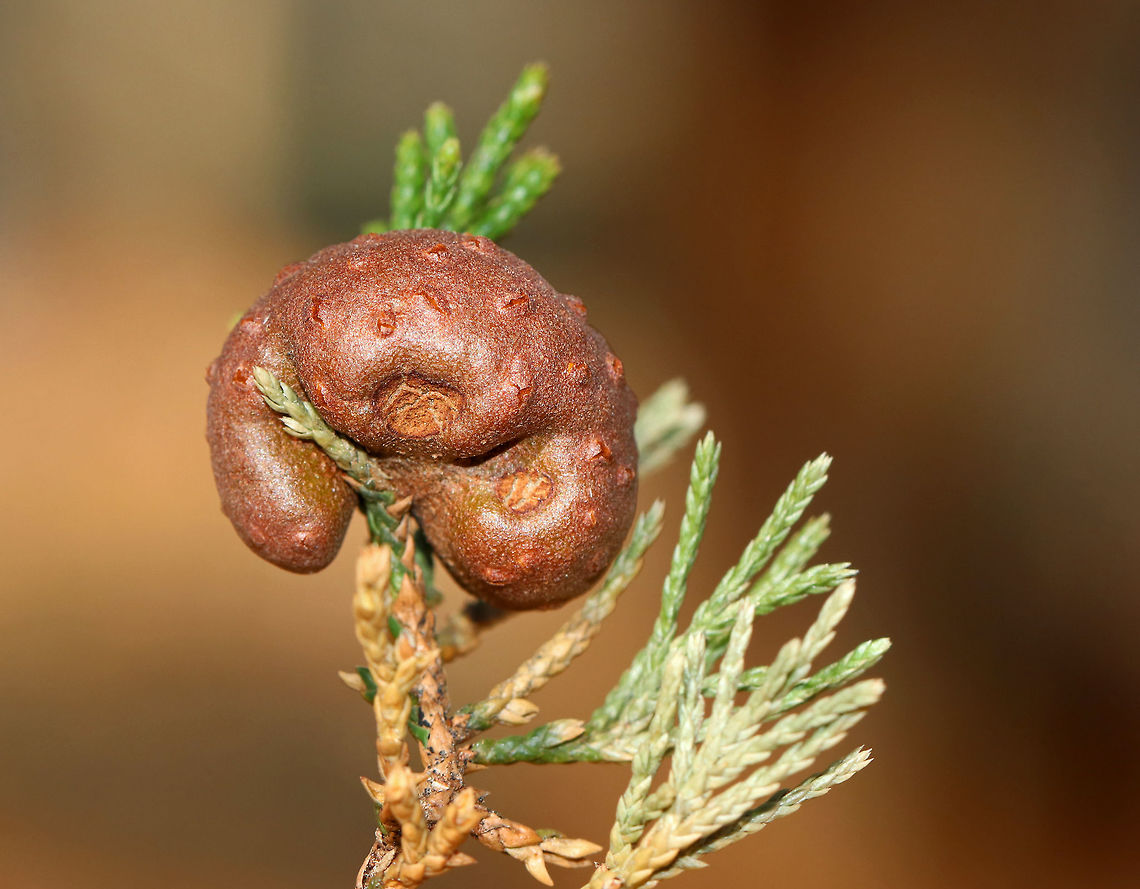 Cedar-apple Rust Gall - Gymnosporangium juniperi-virginianae This fungus has the fancy name, Gymnosporangium juniperi-virginianae, which means &quot;naked spore-bearer of the eastern juniper tree.&quot; It&#039;s a heteroecious rust, which means that it requires two species of plants to complete its life cycle. Those two species of plants are: the eastern red cedar (Juniperus virginianus) and apple trees (Malus sylvestris). It&#039;s also an obligate pathogen, so it can&#039;t live without those hosts. It has four different stages, the most impressive of which is the orange teliospore stage because this is when the gall sprouts gelatinous, orange horns that look like tentacles. Pretty impressive. To further add to its coolness, each gelatinous spore horn is actually composed of hundreds of two-celled teliospores.<br />
<br />
Habitat: Eastern red cedar (Juniperus virginianus) bordering a meadow<br />
<figure class="photo"><a href="https://www.jungledragon.com/image/78962/cedar-apple_rust_gall_-_gymnosporangium_juniperi-virginianae.html" title="Cedar-apple Rust Gall - Gymnosporangium juniperi-virginianae"><img src="https://s3.amazonaws.com/media.jungledragon.com/images/3232/78962_thumb.jpg?AWSAccessKeyId=05GMT0V3GWVNE7GGM1R2&Expires=1767225610&Signature=mKtYuPxRKfe8bDLT1H%2FSRJrksrk%3D" width="200" height="158" alt="Cedar-apple Rust Gall - Gymnosporangium juniperi-virginianae This fungus has the fancy name, Gymnosporangium juniperi-virginianae, which means &quot;naked spore-bearer of the eastern juniper tree.&quot; It&#039;s a heteroecious rust, which means that it requires two species of plants to complete its life cycle. Those two species of plants are: the eastern red cedar (Juniperus virginianus) and apple trees (Malus sylvestris). It&#039;s also an obligate pathogen, so it can&#039;t live without those hosts. It has four different stages, the most impressive of which is the orange teliospore stage because this is when the gall sprouts gelatinous, orange horns that look like tentacles. Pretty impressive. To further add to its coolness, each gelatinous spore horn is actually composed of hundreds of two-celled teliospores.<br />
<br />
Habitat: Eastern red cedar (Juniperus virginianus) bordering a meadow<br />
https://www.jungledragon.com/image/78963/cedar-apple_rust_gall_-_gymnosporangium_juniperi-virginianae.html Cedar-apple Rust,Geotagged,Gymnosporangium,Gymnosporangium juniperi-virginianae,Spring,United States,gall" /></a></figure> Cedar-apple Rust,Geotagged,Gymnosporangium juniperi-virginianae,Spring,United States
