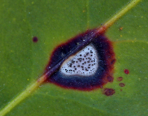 Leaf Spot - Phyllosticta kalmicola Leaf spot is caused by the fungus Phyllosticta kalmicola. It is characterized by irregular, silvery spots with reddish borders. The black specks are the fruiting bodies (pycnidia) of the fungus. 

Habitat: Mountain laurel (Kalmia latifolia)  Geotagged,Leaf Spot,Phyllosticta kalmicola,Spring,United States