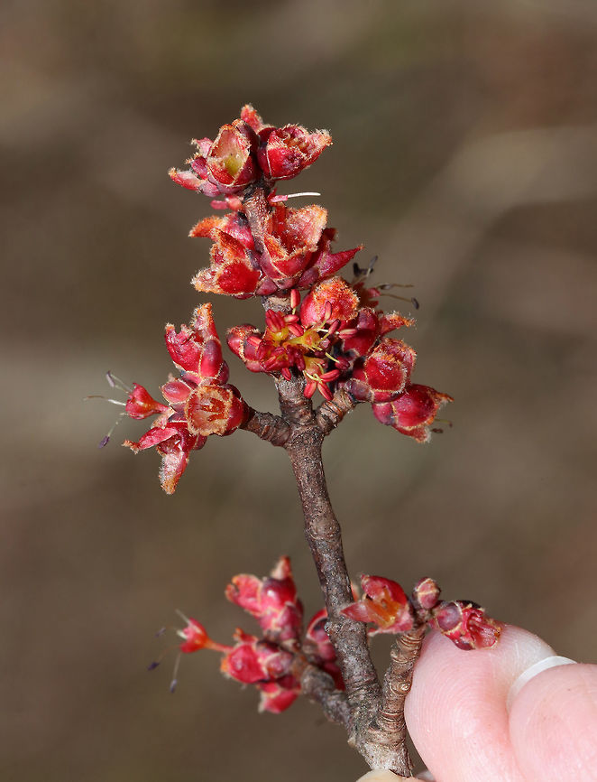 Red Maple Buds - Acer rubrum <br />
Habitat: Growing along a nature trail in a coastal, deciduous forest<br />
<figure class="photo"><a href="https://www.jungledragon.com/image/78976/red_maple_buds_-_acer_rubrum.html" title="Red Maple Buds - Acer rubrum"><img src="https://s3.amazonaws.com/media.jungledragon.com/images/3232/78976_thumb.jpg?AWSAccessKeyId=05GMT0V3GWVNE7GGM1R2&Expires=1759968010&Signature=6EjdVPgOPVWnP4B3BFZyTOXQIIM%3D" width="200" height="156" alt="Red Maple Buds - Acer rubrum Habitat: Growing along a nature trail in a coastal, deciduous forest<br />
https://www.jungledragon.com/image/78975/red_tree_buds.html Acer rubrum,Geotagged,Red Maple,Spring,United States" /></a></figure> Acer rubrum,Geotagged,Red Maple,Spring,United States