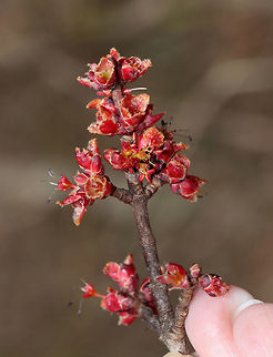 Red Maple Buds - Acer rubrum 
Habitat: Growing along a nature trail in a coastal, deciduous forest
https://www.jungledragon.com/image/78976/red_tree_buds.html Acer rubrum,Geotagged,Red Maple,Spring,United States