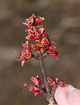 Red Maple Buds - Acer rubrum <br />
Habitat: Growing along a nature trail in a coastal, deciduous forest<br />
https://www.jungledragon.com/image/78976/red_tree_buds.html Acer rubrum,Geotagged,Red Maple,Spring,United States