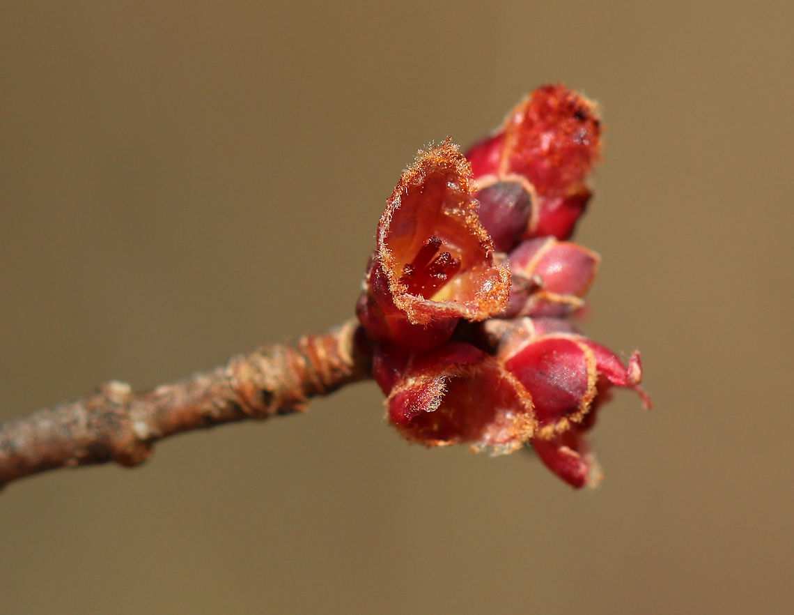 Red Maple Buds - Acer rubrum Habitat: Growing along a nature trail in a coastal, deciduous forest<br />
<figure class="photo"><a href="https://www.jungledragon.com/image/78975/red_maple_buds_-_acer_rubrum.html" title="Red Maple Buds - Acer rubrum"><img src="https://s3.amazonaws.com/media.jungledragon.com/images/3232/78975_thumb.jpg?AWSAccessKeyId=05GMT0V3GWVNE7GGM1R2&Expires=1759968010&Signature=69ZbRaDu2u13rcwLjJuN7fKAjaU%3D" width="118" height="152" alt="Red Maple Buds - Acer rubrum <br />
Habitat: Growing along a nature trail in a coastal, deciduous forest<br />
https://www.jungledragon.com/image/78976/red_tree_buds.html Acer rubrum,Geotagged,Red Maple,Spring,United States" /></a></figure> Acer rubrum,Geotagged,Red Maple,Spring,United States