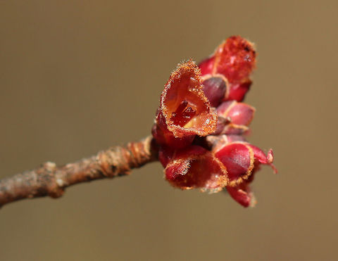 Red Maple Buds - Acer rubrum Habitat: Growing along a nature trail in a coastal, deciduous forest
https://www.jungledragon.com/image/78975/red_tree_buds.html Acer rubrum,Geotagged,Red Maple,Spring,United States