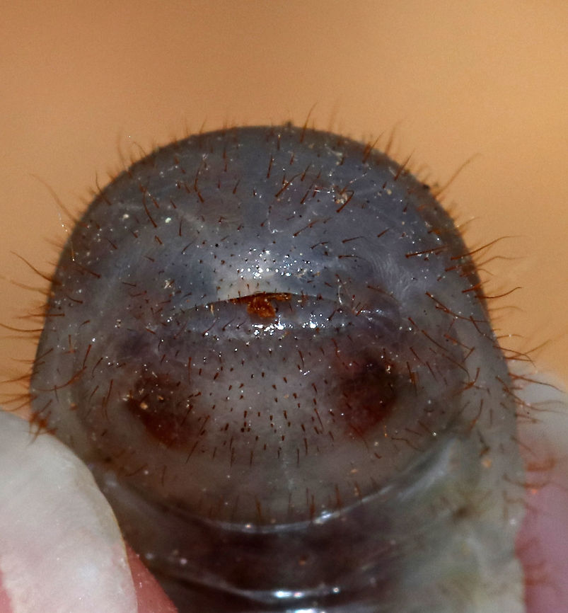 Northern Masked Chafer - Cyclocephala borealis This is the bum of a northern masked chafer larva (grub). To identify them to species, you have to examine the pattern of hairs and the shape of their anus. Not kidding. I had a summer job in grad school where I spent most of each day identifying beetle grubs, which involved staring at their butts and getting pooped on. The raster pattern (hairs) indicate that it is Cyclocephala borealis.<br />
<br />
Habitat: In soil, under rotting wood<br />
<figure class="photo"><a href="https://www.jungledragon.com/image/78984/northern_masked_chafer_-_cyclocephala_borealis.html" title="Northern Masked Chafer - Cyclocephala borealis"><img src="https://s3.amazonaws.com/media.jungledragon.com/images/3232/78984_thumb.jpg?AWSAccessKeyId=05GMT0V3GWVNE7GGM1R2&Expires=1759968010&Signature=nFwohL9UpFchJjBoCnEuLZ7hJZE%3D" width="200" height="146" alt="Northern Masked Chafer - Cyclocephala borealis Not that I blame it, but this little stinker was trying to bite me. I purposely positioned it over my fingernail so I didn&#039;t get nipped. It got its revenge by pooping on me though.<br />
<br />
Habitat: In soil, under rotting wood<br />
https://www.jungledragon.com/image/78983/northern_masked_chafer_-_cyclocephala_borealis.html<br />
https://www.jungledragon.com/image/78982/northern_masked_chafer_-_cyclocephala_borealis.html Cyclocephala borealis,Geotagged,Spring,United States" /></a></figure><br />
<figure class="photo"><a href="https://www.jungledragon.com/image/78983/northern_masked_chafer_-_cyclocephala_borealis.html" title="Northern Masked Chafer - Cyclocephala borealis"><img src="https://s3.amazonaws.com/media.jungledragon.com/images/3232/78983_thumb.jpg?AWSAccessKeyId=05GMT0V3GWVNE7GGM1R2&Expires=1759968010&Signature=tq8itXRnGkj2%2BB55xGjRgQJZx20%3D" width="200" height="142" alt="Northern Masked Chafer - Cyclocephala borealis Habitat: In soil, under rotting wood<br />
https://www.jungledragon.com/image/78982/northern_masked_chafer_-_cyclocephala_borealis.html<br />
https://www.jungledragon.com/image/78984/northern_masked_chafer_-_cyclocephala_borealis.html Cyclocephala borealis,Geotagged,Spring,United States,beetle larva,grub,larva" /></a></figure> Cyclocephala,Cyclocephala borealis,Geotagged,Spring,United States,beetle,northern masked chafer