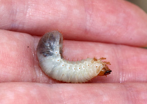 Northern Masked Chafer - Cyclocephala borealis Habitat: In soil, under rotting wood
https://www.jungledragon.com/image/78982/northern_masked_chafer_-_cyclocephala_borealis.html
https://www.jungledragon.com/image/78984/northern_masked_chafer_-_cyclocephala_borealis.html Cyclocephala borealis,Geotagged,Spring,United States,beetle larva,grub,larva