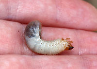 Northern Masked Chafer - Cyclocephala borealis Habitat: In soil, under rotting wood<br />
https://www.jungledragon.com/image/78982/northern_masked_chafer_-_cyclocephala_borealis.html<br />
https://www.jungledragon.com/image/78984/northern_masked_chafer_-_cyclocephala_borealis.html Cyclocephala borealis,Geotagged,Spring,United States,beetle larva,grub,larva