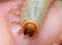 Northern Masked Chafer - Cyclocephala borealis Not that I blame it, but this little stinker was trying to bite me. I purposely positioned it over my fingernail so I didn't get nipped. It got its revenge by pooping on me though.<br />
<br />
Habitat: In soil, under rotting wood<br />
https://www.jungledragon.com/image/78983/northern_masked_chafer_-_cyclocephala_borealis.html<br />
https://www.jungledragon.com/image/78982/northern_masked_chafer_-_cyclocephala_borealis.html Cyclocephala borealis,Geotagged,Spring,United States