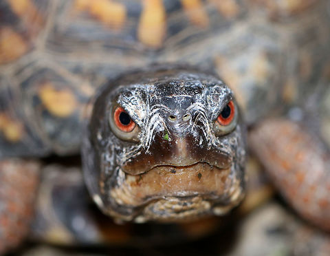 Eastern Box Turtle -  Terrapene carolina carolina This turtle did NOT want to be friends.  In fact, I don't think it liked me at all.   Terrapene carolina carolina is a species of special concern in Connecticut.
https://www.jungledragon.com/image/79005/eastern_box_turtle_-_terrapene_carolina_carolina.html

 Eastern box turtle,Geotagged,Spring,Terrapene carolina carolina,United States,box turtle,turtle
