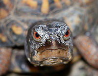 Eastern Box Turtle - Terrapene carolina carolina This turtle did NOT want to be friends. In fact, I don't think it liked me at all. Terrapene carolina carolina is a species of special concern in Connecticut.<br />
https://www.jungledragon.com/image/79005/eastern_box_turtle_-_terrapene_carolina_carolina.html<br />
<br />
Eastern box turtle,Geotagged,Spring,Terrapene carolina carolina,United States,box turtle,turtle