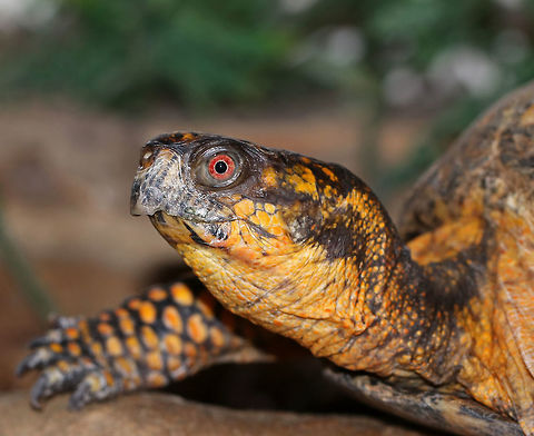 Eastern Box Turtle - Terrapene carolina carolina This turtle was near the grumpy one. It appeared to be in a much better mood than its friend. Terrapene carolina carolina is a species of special concern in Connecticut.
https://www.jungledragon.com/image/79004/eastern_box_turtle_-_terrapene_carolina_carolina.html Eastern box turtle,Geotagged,Spring,Terrapene carolina carolina,United States,turtle
