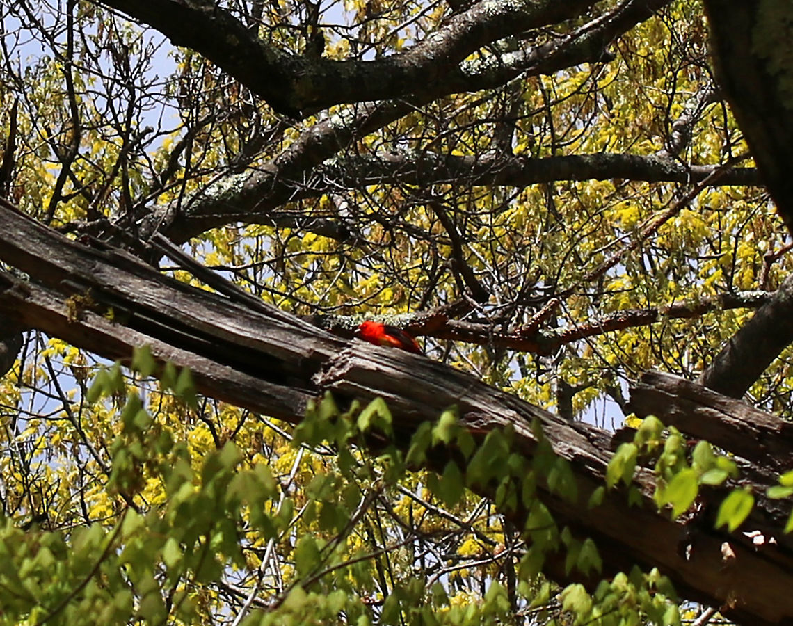Scarlet Tanager - Piranga olivacea I'm so sorry for the bad shot! I was hiking with my kids when my son said that he saw a "cardinal with black wings". I was busy examining a pile of fox scat, and by the time I got up and meandered over to him, the bird had flown up high into a tree. I took this shot with my macro lens ;P. I'm sharing it because I was so excited to see it - it's the second time I've ever seen this bird!<br />
<br />
Habitat: Deciduous forest beside a pond Geotagged,Piranga,Piranga olivacea,Scarlet tanager,Spring,United States,red
