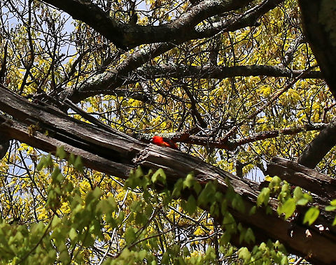 Scarlet Tanager - Piranga olivacea I'm so sorry for the bad shot! I was hiking with my kids when my son said that he saw a "cardinal with black wings". I was busy examining a pile of fox scat, and by the time I got up and meandered over to him, the bird had flown up high into a tree. I took this shot with my macro lens ;P. I'm sharing it because I was so excited to see it - it's the second time I've ever seen this bird!

Habitat: Deciduous forest beside a pond Geotagged,Piranga,Piranga olivacea,Scarlet tanager,Spring,United States,red