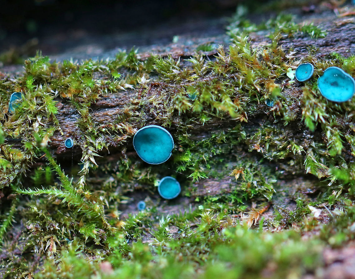 Elfcups - Chlorociboria aeruginosa I found a lot of blue wood and tons of fruiting bodies on a soggy chunk of rotting wood.<br />
<br />
Habitat: Rotting wood in a mixed forest Chlorociboria aeruginascens,Chlorociboria aeruginosa,Geotagged,Green elfcup,Spring,Turquoise Elfcup,United States