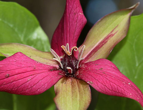 Red Trillium - Trillium erectum Vivid, dirty, and growing on a rock! There were several red trillium plants growing on top of a large rock with a scant amount of soil on it. They grow in the same spot every spring, and yet I never remember to back up and get a shot of them on top of the rock!

Habitat: Mixed forest Geotagged,Red trillium,Spring,Trillium erectum,United States