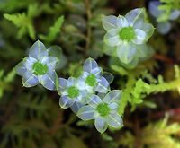 Many-fruited Thyme-moss - Plagiomnium affine This species forms low lawns of moss in moist forests. The stems are about 2 cm long with densely packed leaves. Apparently, the leaf cells can be easily seen with a lens! You better believe I'll be back in this location to see if I can discern the cells. <br />
<br />
Habitat: Growing on moss along the edge of a pond<br />
https://www.jungledragon.com/image/79022/moss.html<br />
https://www.jungledragon.com/image/79019/moss.html<br />
https://www.jungledragon.com/image/79018/moss.html Geotagged,Many-fruited thyme-moss,Plagiomnium affine,Spring,United States,moss
