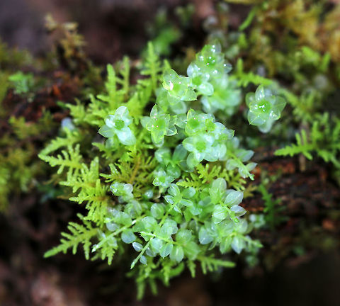 Many-fruited Thyme-moss - Plagiomnium affine This species forms low lawns of moss in moist forests. The stems are about 2 cm long with densely packed leaves. Apparently, the leaf cells can be easily seen with a lens! You better believe I'll be back in this location to see if I can discern the cells. 

Habitat: Growing on moss along the edge of a pond
https://www.jungledragon.com/image/79019/moss.html
https://www.jungledragon.com/image/79016/moss.html
https://www.jungledragon.com/image/79022/moss.html Geotagged,Many-fruited thyme-moss,Plagiomnium affine,Spring,United States