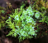 Many-fruited Thyme-moss - Plagiomnium affine This species forms low lawns of moss in moist forests. The stems are about 2 cm long with densely packed leaves. Apparently, the leaf cells can be easily seen with a lens! You better believe I'll be back in this location to see if I can discern the cells. <br />
<br />
Habitat: Growing on moss along the edge of a pond<br />
https://www.jungledragon.com/image/79019/moss.html<br />
https://www.jungledragon.com/image/79016/moss.html<br />
https://www.jungledragon.com/image/79022/moss.html Geotagged,Many-fruited thyme-moss,Plagiomnium affine,Spring,United States