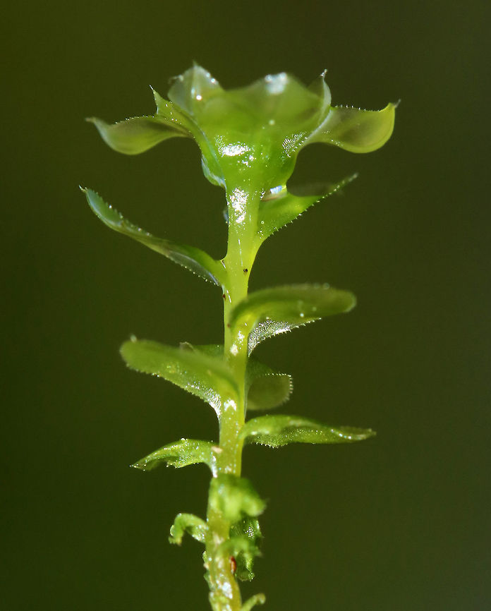 Many-fruited Thyme-moss - Plagiomnium affine <br />
This species forms low lawns of moss in moist forests. The stems are about 2 cm long with densely packed leaves. Apparently, the leaf cells can be easily seen with a lens! You better believe I&#039;ll be back in this location to see if I can discern the cells. <br />
<br />
Habitat: Growing on moss along the edge of a pond<br />
<figure class="photo"><a href="https://www.jungledragon.com/image/79016/many-fruited_thyme-moss_-_plagiomnium_affine.html" title="Many-fruited Thyme-moss - Plagiomnium affine"><img src="https://s3.amazonaws.com/media.jungledragon.com/images/3232/79016_thumb.jpg?AWSAccessKeyId=05GMT0V3GWVNE7GGM1R2&Expires=1759968010&Signature=YTDVpFfLLE9oRGwFLDQvhrDrbrY%3D" width="200" height="166" alt="Many-fruited Thyme-moss - Plagiomnium affine This species forms low lawns of moss in moist forests. The stems are about 2 cm long with densely packed leaves. Apparently, the leaf cells can be easily seen with a lens! You better believe I&#039;ll be back in this location to see if I can discern the cells. <br />
<br />
Habitat: Growing on moss along the edge of a pond<br />
https://www.jungledragon.com/image/79022/moss.html<br />
https://www.jungledragon.com/image/79019/moss.html<br />
https://www.jungledragon.com/image/79018/moss.html Geotagged,Many-fruited thyme-moss,Plagiomnium affine,Spring,United States,moss" /></a></figure><br />
<figure class="photo"><a href="https://www.jungledragon.com/image/79022/many-fruited_thyme-moss_-_plagiomnium_affine.html" title="Many-fruited Thyme-moss - Plagiomnium affine"><img src="https://s3.amazonaws.com/media.jungledragon.com/images/3232/79022_thumb.jpg?AWSAccessKeyId=05GMT0V3GWVNE7GGM1R2&Expires=1759968010&Signature=DxJ2XSK63EWrxu7f327gusarrQA%3D" width="200" height="164" alt="Many-fruited Thyme-moss - Plagiomnium affine This species forms low lawns of moss in moist forests. The stems are about 2 cm long with densely packed leaves. Apparently, the leaf cells can be easily seen with a lens! You better believe I&#039;ll be back in this location to see if I can discern the cells. <br />
<br />
Habitat: Growing on moss along the edge of a pond<br />
https://www.jungledragon.com/image/79016/moss.html<br />
https://www.jungledragon.com/image/79019/moss.html<br />
https://www.jungledragon.com/image/79018/moss.html Geotagged,Many-fruited thyme-moss,Plagiomnium affine,Spring,United States" /></a></figure><br />
<figure class="photo"><a href="https://www.jungledragon.com/image/79018/many-fruited_thyme-moss_-_plagiomnium_affine.html" title="Many-fruited Thyme-moss - Plagiomnium affine"><img src="https://s3.amazonaws.com/media.jungledragon.com/images/3232/79018_thumb.jpg?AWSAccessKeyId=05GMT0V3GWVNE7GGM1R2&Expires=1759968010&Signature=b5jpZal2%2Fxfb9kec5lUABNgENPc%3D" width="200" height="180" alt="Many-fruited Thyme-moss - Plagiomnium affine This species forms low lawns of moss in moist forests. The stems are about 2 cm long with densely packed leaves. Apparently, the leaf cells can be easily seen with a lens! You better believe I&#039;ll be back in this location to see if I can discern the cells. <br />
<br />
Habitat: Growing on moss along the edge of a pond<br />
https://www.jungledragon.com/image/79019/moss.html<br />
https://www.jungledragon.com/image/79016/moss.html<br />
https://www.jungledragon.com/image/79022/moss.html Geotagged,Many-fruited thyme-moss,Plagiomnium affine,Spring,United States" /></a></figure> Geotagged,Many-fruited thyme-moss,Plagiomnium affine,Spring,United States