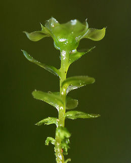 Many-fruited Thyme-moss - Plagiomnium affine 
This species forms low lawns of moss in moist forests. The stems are about 2 cm long with densely packed leaves. Apparently, the leaf cells can be easily seen with a lens! You better believe I'll be back in this location to see if I can discern the cells. 

Habitat: Growing on moss along the edge of a pond
https://www.jungledragon.com/image/79016/moss.html
https://www.jungledragon.com/image/79022/moss.html
https://www.jungledragon.com/image/79018/moss.html Geotagged,Many-fruited thyme-moss,Plagiomnium affine,Spring,United States