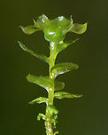 Many-fruited Thyme-moss - Plagiomnium affine <br />
This species forms low lawns of moss in moist forests. The stems are about 2 cm long with densely packed leaves. Apparently, the leaf cells can be easily seen with a lens! You better believe I'll be back in this location to see if I can discern the cells. <br />
<br />
Habitat: Growing on moss along the edge of a pond<br />
https://www.jungledragon.com/image/79016/moss.html<br />
https://www.jungledragon.com/image/79022/moss.html<br />
https://www.jungledragon.com/image/79018/moss.html Geotagged,Many-fruited thyme-moss,Plagiomnium affine,Spring,United States
