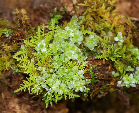 Many-fruited Thyme-moss - Plagiomnium affine This species forms low lawns of moss in moist forests. The stems are about 2 cm long with densely packed leaves. Apparently, the leaf cells can be easily seen with a lens! You better believe I'll be back in this location to see if I can discern the cells. 

Habitat: Growing on moss along the edge of a pond
https://www.jungledragon.com/image/79016/moss.html
https://www.jungledragon.com/image/79019/moss.html
https://www.jungledragon.com/image/79018/moss.html Geotagged,Many-fruited thyme-moss,Plagiomnium affine,Spring,United States