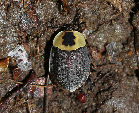 American Carrion Beetle - Necrophila americana Approximately 20 mm long. The pronotum is pale yellow with a black splotch in the center. Elytra are black with yellow tips. I spotted this beetle on a fresh pile of scat in a deciduous forest.

Carrion beetles lay eggs in raw flesh. After hatching, the larvae consume the carrion. Larvae (and adults) also eat fly and beetle larvae that compete for the same food sources.
https://www.jungledragon.com/image/79110/american_carrion_beetle_-_necrophila_americana.html
 American Carrion Beetle,Geotagged,Necrophila americana,Spring,United States,beetle