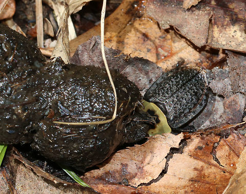 American Carrion Beetle - Necrophila americana Approximately 20 mm long. The pronotum is pale yellow with a black splotch in the center. Elytra are black with yellow tips. I spotted this beetle on a fresh pile of scat in a deciduous forest.

Carrion beetles lay eggs in raw flesh. After hatching, the larvae consume the carrion. Larvae (and adults) also eat fly and beetle larvae that compete for the same food sources.
https://www.jungledragon.com/image/79105/american_carrion_beetle_-_necrophila_americana.html American Carrion Beetle,Geotagged,Necrophila americana,Spring,United States,beetle,carrion beetle,scat