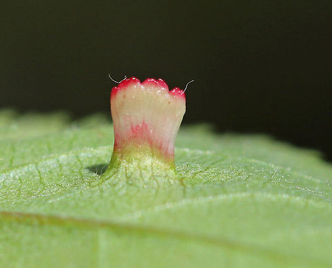 Gall (Blaesodiplosis sp.) on Shadbush (Amelanchier sp.) Isn't this gall so pretty?! I spotted it near the end of a long hike and nearly missed it as my one goal was to get back to the car and enjoy air conditioning and heated seats. I'm glad I stopped for the galls though - they were so unusual. 

Thanks to Charley Eiseman, I have a genus-level ID for this gall! 
https://www.jungledragon.com/image/79116/leaves_with_galls.html
https://www.jungledragon.com/image/79115/tree_with_galls.html
https://www.jungledragon.com/image/79114/galls.html
https://www.jungledragon.com/image/79113/galls.html

Habitat: Deciduous forest near a pond Amelanchier,Blaesodiplosis,Geotagged,Spring,United States,gall,gall midge