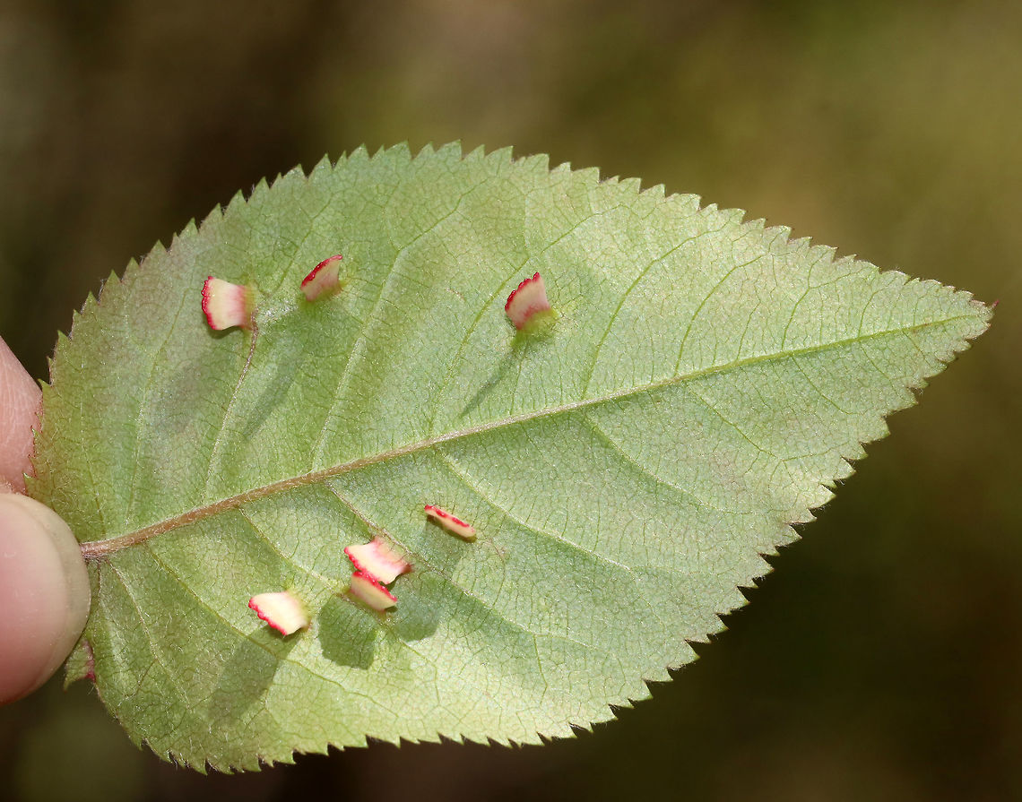 Galls (Blaesodiplosis sp.) on Shadbush (Amelanchier sp.) Aren't these galls so pretty?! I spotted it near the end of a long hike and nearly missed it as my one goal was to get back to the car and enjoy air conditioning and heated seats. I'm glad I stopped for the galls though - they were so unusual. <br />
<br />
Habitat: Deciduous forest near a pond<br />
<figure class="photo"><a href="https://www.jungledragon.com/image/79114/galls_blaesodiplosis_sp._on_shadbush_amelanchier_sp.html" title="Galls (Blaesodiplosis sp.) on Shadbush (Amelanchier sp.)"><img src="https://s3.amazonaws.com/media.jungledragon.com/images/3232/79114_thumb.jpg?AWSAccessKeyId=05GMT0V3GWVNE7GGM1R2&Expires=1759968010&Signature=r1E7%2B6dIaQqWFCjKeDydSaWRCOk%3D" width="200" height="146" alt="Galls (Blaesodiplosis sp.) on Shadbush (Amelanchier sp.) Topside of the leaf. The galls were on the underside.<br />
<br />
Habitat: Deciduous forest near a pond<br />
https://www.jungledragon.com/image/79115/tree_with_galls.html<br />
https://www.jungledragon.com/image/79113/galls.html<br />
https://www.jungledragon.com/image/79112/gall.html<br />
https://www.jungledragon.com/image/79116/leaves_with_galls.html Geotagged,Spring,United States,galls" /></a></figure><br />
<figure class="photo"><a href="https://www.jungledragon.com/image/79115/shadbush_amelanchier_sp._with_galls_blaesodiplosis_sp.html" title="Shadbush (Amelanchier sp.) with Galls (Blaesodiplosis sp.)"><img src="https://s3.amazonaws.com/media.jungledragon.com/images/3232/79115_thumb.jpg?AWSAccessKeyId=05GMT0V3GWVNE7GGM1R2&Expires=1759968010&Signature=DhRkMN1%2B2HBbF5k3dbMEXq0i%2BHw%3D" width="106" height="152" alt="Shadbush (Amelanchier sp.) with Galls (Blaesodiplosis sp.) This is the tree that had the galls on its leaves.<br />
<br />
Habitat: Deciduous forest near a pond<br />
https://www.jungledragon.com/image/79112/gall.html<br />
https://www.jungledragon.com/image/79116/leaves_with_galls.html<br />
https://www.jungledragon.com/image/79114/galls.html<br />
https://www.jungledragon.com/image/79113/galls.html Geotagged,Spring,United States,galls" /></a></figure><br />
<figure class="photo"><a href="https://www.jungledragon.com/image/79116/shadbush_leaves_amelanchier_sp._with_galls_blaesodiplosis_sp.html" title="Shadbush leaves (Amelanchier sp.) with Galls (Blaesodiplosis sp.)"><img src="https://s3.amazonaws.com/media.jungledragon.com/images/3232/79116_thumb.jpg?AWSAccessKeyId=05GMT0V3GWVNE7GGM1R2&Expires=1759968010&Signature=sFNLEPD9D7vrxyHorUurdH0Rfi8%3D" width="148" height="152" alt="Shadbush leaves (Amelanchier sp.) with Galls (Blaesodiplosis sp.) These are the leaves that had galls.<br />
<br />
Habitat: Deciduous forest near a pond<br />
https://www.jungledragon.com/image/79112/gall.html<br />
https://www.jungledragon.com/image/79115/tree_with_galls.html<br />
https://www.jungledragon.com/image/79113/galls.html<br />
https://www.jungledragon.com/image/79114/galls.html Geotagged,Spring,United States,galls" /></a></figure><br />
<figure class="photo"><a href="https://www.jungledragon.com/image/79112/gall_blaesodiplosis_sp._on_shadbush_amelanchier_sp.html" title="Gall (Blaesodiplosis sp.) on Shadbush (Amelanchier sp.)"><img src="https://s3.amazonaws.com/media.jungledragon.com/images/3232/79112_thumb.jpg?AWSAccessKeyId=05GMT0V3GWVNE7GGM1R2&Expires=1759968010&Signature=eodm9MPZf46OAf6e%2F%2BuTQEa4b0I%3D" width="200" height="162" alt="Gall (Blaesodiplosis sp.) on Shadbush (Amelanchier sp.) Isn't this gall so pretty?! I spotted it near the end of a long hike and nearly missed it as my one goal was to get back to the car and enjoy air conditioning and heated seats. I'm glad I stopped for the galls though - they were so unusual. <br />
<br />
Thanks to Charley Eiseman, I have a genus-level ID for this gall! <br />
https://www.jungledragon.com/image/79116/leaves_with_galls.html<br />
https://www.jungledragon.com/image/79115/tree_with_galls.html<br />
https://www.jungledragon.com/image/79114/galls.html<br />
https://www.jungledragon.com/image/79113/galls.html<br />
<br />
Habitat: Deciduous forest near a pond Amelanchier,Blaesodiplosis,Geotagged,Spring,United States,gall,gall midge" /></a></figure> Geotagged,Spring,United States,galls