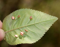 Galls (Blaesodiplosis sp.) on Shadbush (Amelanchier sp.) Aren't these galls so pretty?! I spotted it near the end of a long hike and nearly missed it as my one goal was to get back to the car and enjoy air conditioning and heated seats. I'm glad I stopped for the galls though - they were so unusual. <br />
<br />
Habitat: Deciduous forest near a pond<br />
https://www.jungledragon.com/image/79114/galls.html<br />
https://www.jungledragon.com/image/79115/tree_with_galls.html<br />
https://www.jungledragon.com/image/79116/leaves_with_galls.html<br />
https://www.jungledragon.com/image/79112/gall.html Geotagged,Spring,United States,galls
