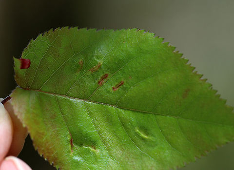 Galls (Blaesodiplosis sp.) on Shadbush (Amelanchier sp.) Topside of the leaf. The galls were on the underside.

Habitat: Deciduous forest near a pond
https://www.jungledragon.com/image/79115/tree_with_galls.html
https://www.jungledragon.com/image/79113/galls.html
https://www.jungledragon.com/image/79112/gall.html
https://www.jungledragon.com/image/79116/leaves_with_galls.html Geotagged,Spring,United States,galls